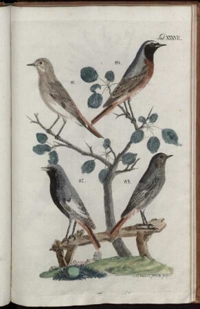 Tab. XXXVII. [bis] Tab. XLVIII. [Tab. siehe römische Paginierung]