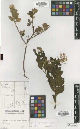 Conyza varia (Webb) Wild