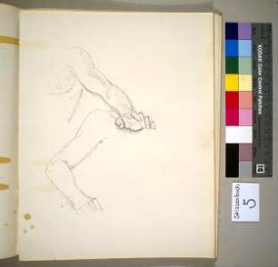 Armstudien (Ursus)