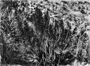 Pflanzen der Gattungen Lepidophyllum und Bärlappe : Nahaufnahme von Pflanzen der Gattungen Lepidophyllum und Bärlappe (Lycopodium) im Kanton Ancoma