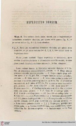 Explicatio iconum