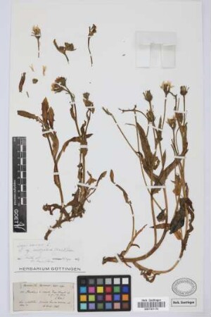 Barkhausia comata Lowe