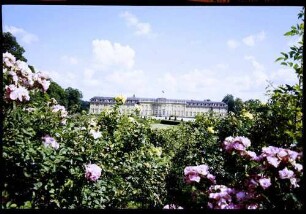 Ludwigsburg: Ludwigsburger Schloss, Vordergrund Rosen