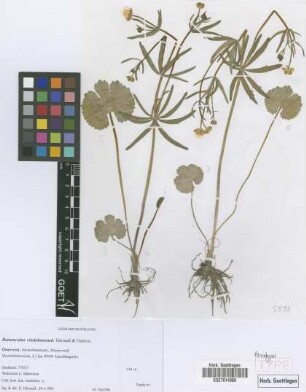 Ranunculus vindobonensis E. H&ouml;randl & W. Gutermann[paratype]