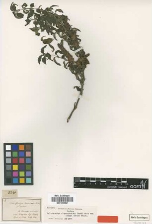 Teliostachya lanceolata Nees var. Nees crispa[isotype]