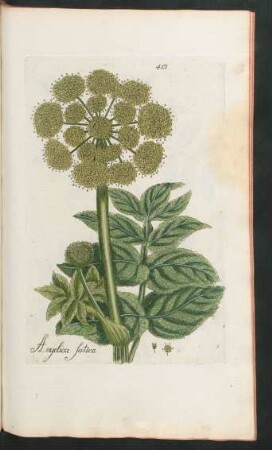 413. Angelica Sativa