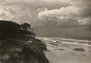 Darß. Weststrand mit Windflüchter. Blick nach Südwesten