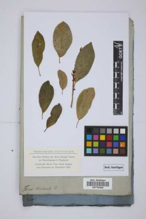 Ficus terebrata W.
