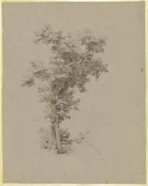 Junger Baum