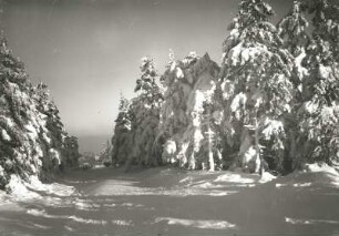Osterzgebirge. Scharspitze. Verschneiter Fichtenwald am K-Flügel