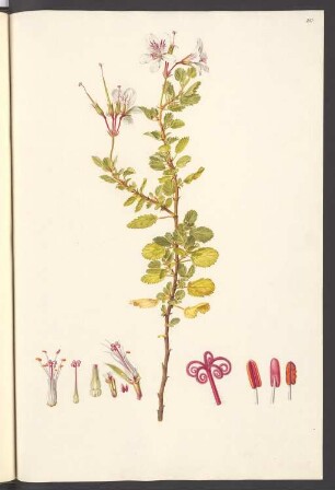 Pelargonium betulinum, Blatt 157