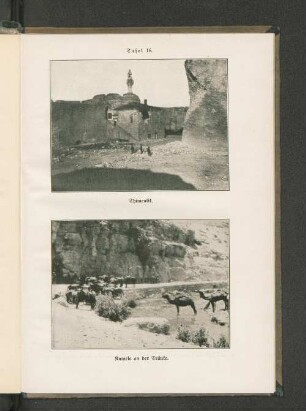 Tafel 16. Thimenlik. und Kamele an der Tränke.