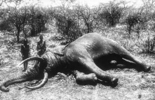 Erlegter Elefantenbulle : Erlegter Elefantenbulle in der Umba Steppe.