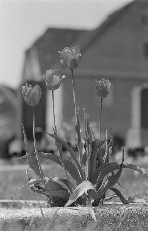 Blühende Tulpen auf einem Grab
