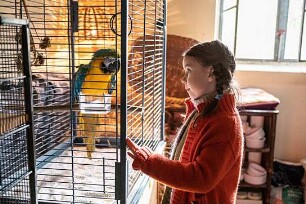 Kommt ein Vogel geflogen