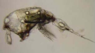 Ditrychocorycaeus sp. Sylt 2015