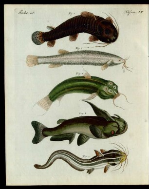 Sonderbare Fische.
