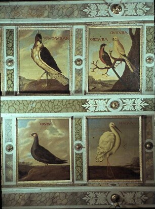 Deckenbild 48: MAGUARI - Maguaristorch (Ciconia maguari)