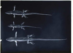 Podarcis muralis (Laurenti, 1768)