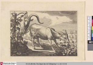[Ziegen in einem Weinberg; Goats in a Vineyard]