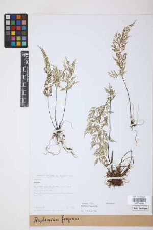 Asplenium fragrans Sw.