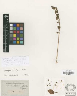 Cyclopogon elegans Hoehne