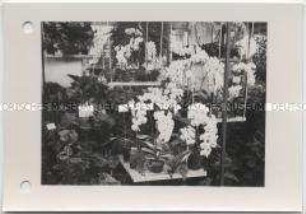 Hamburg, Internationale Gartenausstellung (IGA) 1973, Zweite Hallenschau