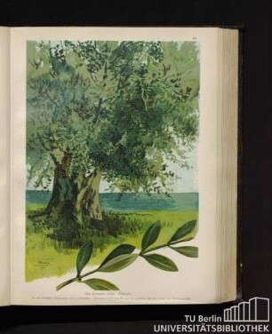 Olea Europaea Linné. Ölbaum.