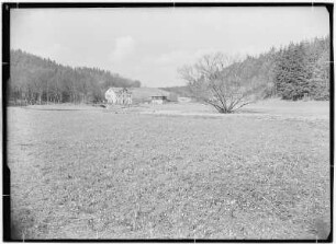 Märzenbecherblüte an der Bockmühle im Polenztal