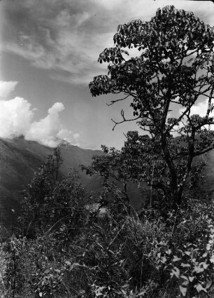 Andenvegetation : Landschaft mit Vegetation