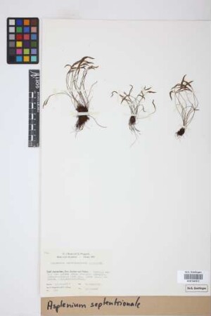 Asplenium septentrionale (L.) Hoffm.