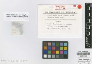 Lejeunea badia Spruce [isotype]