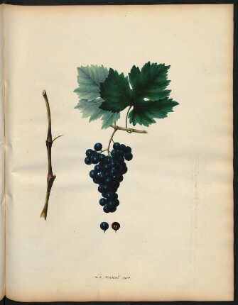 65. Le Muscat noir