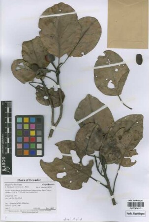 Magnolia kichuana[paratype]