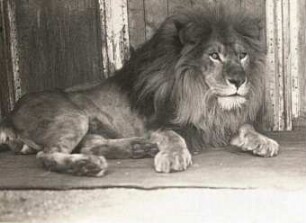 Dresden. Zoologischer Garten. Ruhender Löwe (Panthera leo)