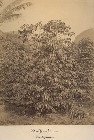 Kaffee-Baum. Brasilien, Rio de Janeiro