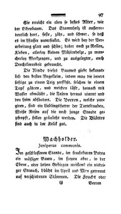 Wachholder. Juniperus communis.