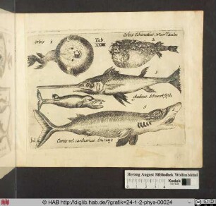 [Kugelfische, Schwertfisch und Hai]