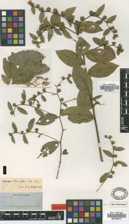 Vernonia wrightii Sch.Bip. [isotype]