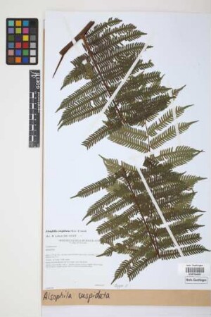 Alsophila cuspidata (Kunze) D.S.Conant