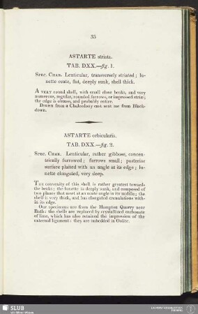 Astarte orbicularis. Tab. DXX.—fig. 2