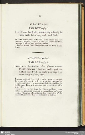 Astarte orbicularis. Tab. DXX.—fig. 2