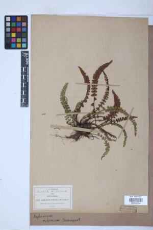 Asplenium rubinum Davenp.