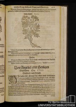 Cap. CVII. Von Angelicht oder Heyligen Geist Wurz.