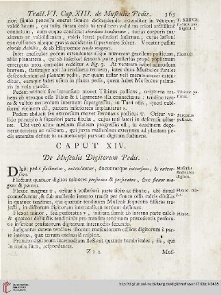 Caput XIV: De Musculis Digitorum Pedis