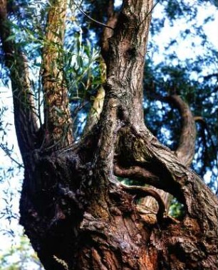 Ahrenshoop. Verwachsener Baum