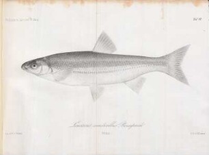 Bd. 9, 1853, Tafel VI: Leuciscus maticellus Bonaparte