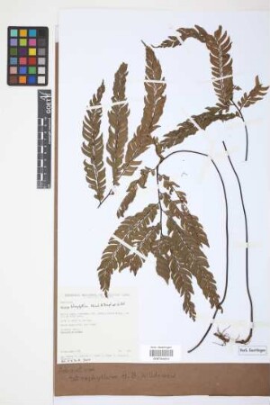 Adiantum tetraphyllum
