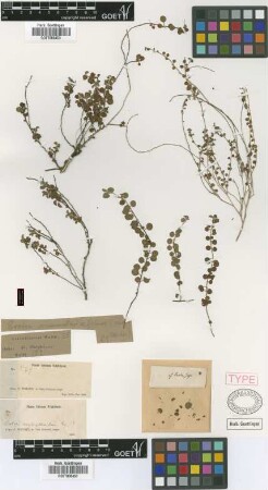 Croton serpylloides Griseb. [type]