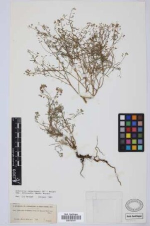 Lobularia intermedia Webb & Berthel.